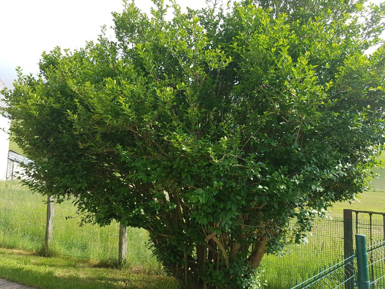 Apartament Casa Rural Oihan - Eder Espinal-Auzperri Zewnętrze zdjęcie